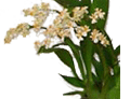 Miniature Oncidium