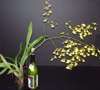 Mounted Oncidium