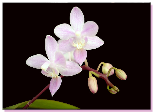 Phalaenopsis Equestris