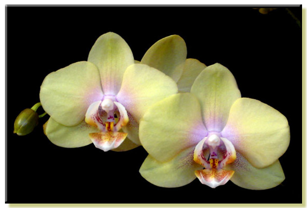 Doritaenopsis Sogo Romantic