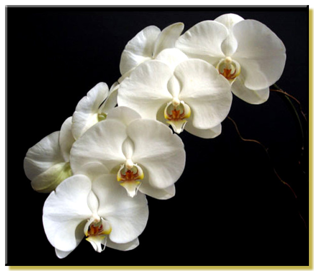 White Phalaenopsis