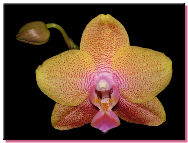 Phalaenopsis Brother Sara Gold 'May'