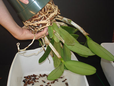 Repot Orchid