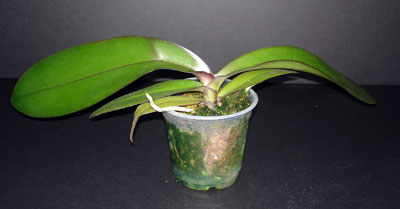 Repot Orchid