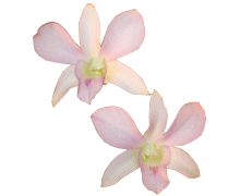 Dendrobium