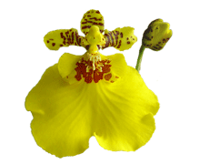 Oncidium Gower Ramsey
