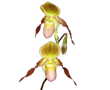 Paphiopedilum Honey