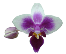 Phalaenopsis Be Tris