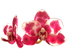 Phal Peoker Dense 'Easy Grow'