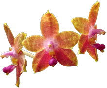 Phal Princess Kaiulani, violacea x amboinensis