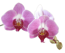 Phalaenopsis