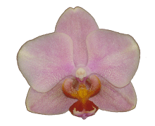 Phalaenopsis