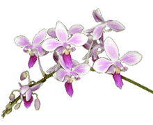 Phalaenopsis equestris