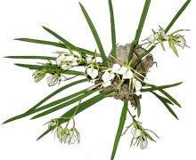 Brassavola Nodosa