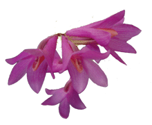 Dendrobium jenkensii