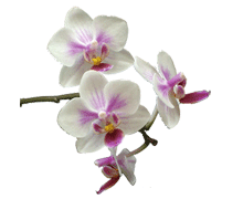 Phalaenopsis Malibu Heart