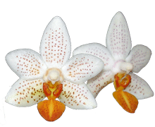 Phalaenopsis Mini Mark 'Holm'