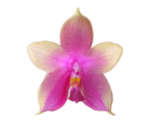 Phalaenopsis violacea